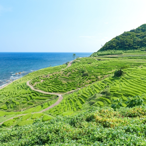 地域創生学部