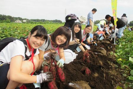 三芳町世界一のいも掘り