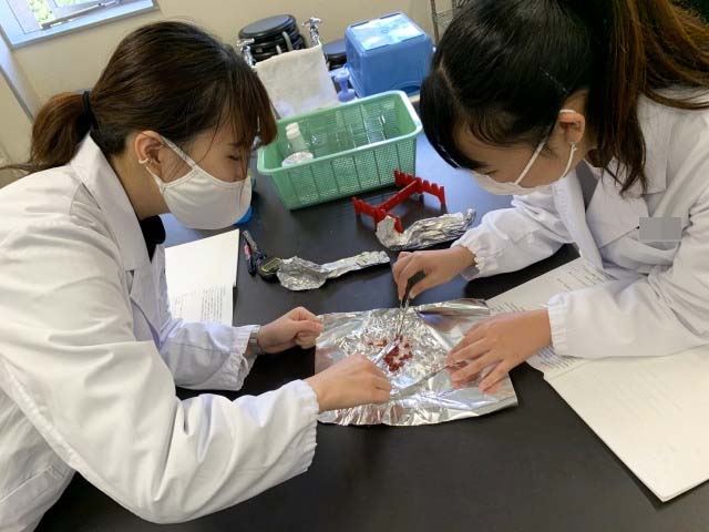 栄養学科の実験実習を覗いてみよう『基礎栄養学実験~鶏の肝臓のDNAを観察してみよう!~』02